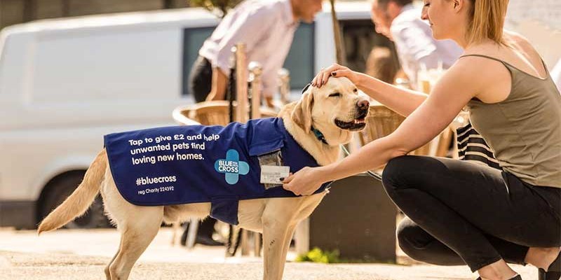 Meet the Donation Dogs! Meet the Donation Dogs!