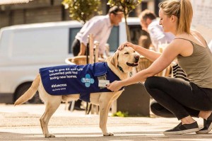 Meet the Donation Dogs!